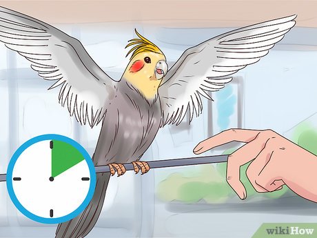 How to Train a Cockatiel cover