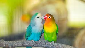 Tips for Lovebird Care and Maintenance