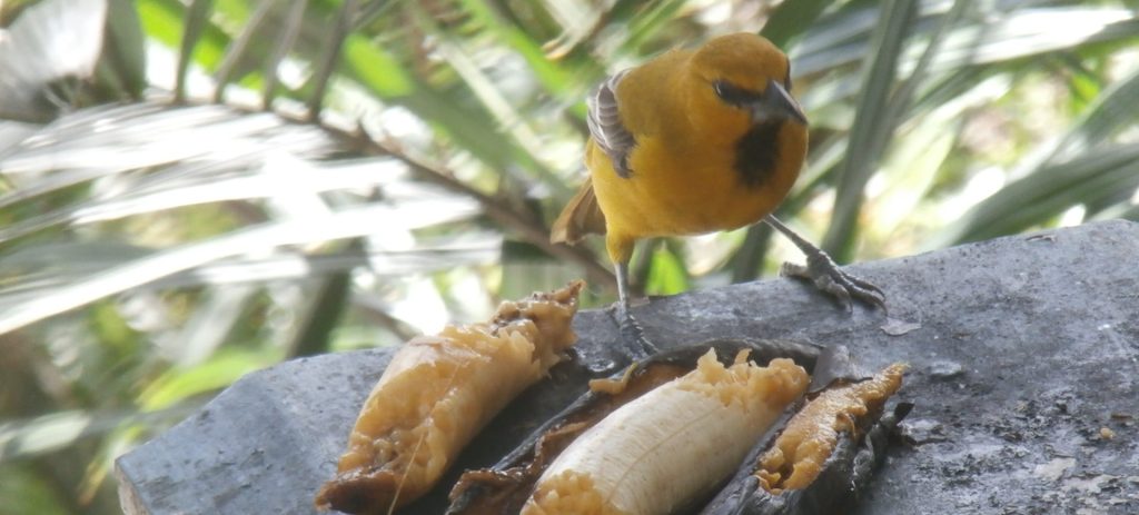 Raven Using Stick For Food What Do Ravens Eat? The Complete Guide to Raven Food and Feeding Behavior