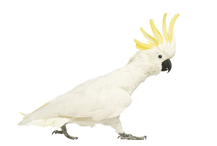 Life With Cockatoos: Living Compatibility Guide in 2023