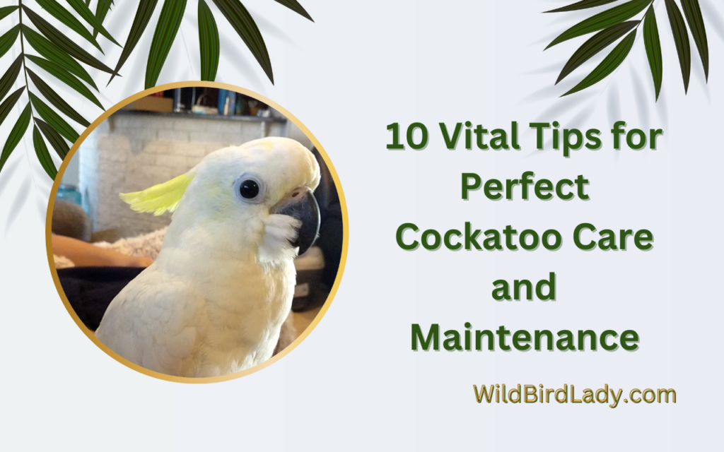 10 Vital Tips for Perfect Cockatoo Care and Maintenance