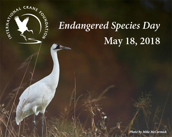 The Top Reasons Why Whooping Cranes Are Endangered