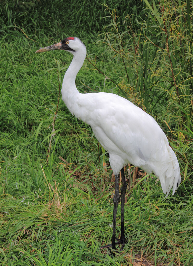 Whooping Cranes Feeding Habits: In-depth Analysis for Conservation