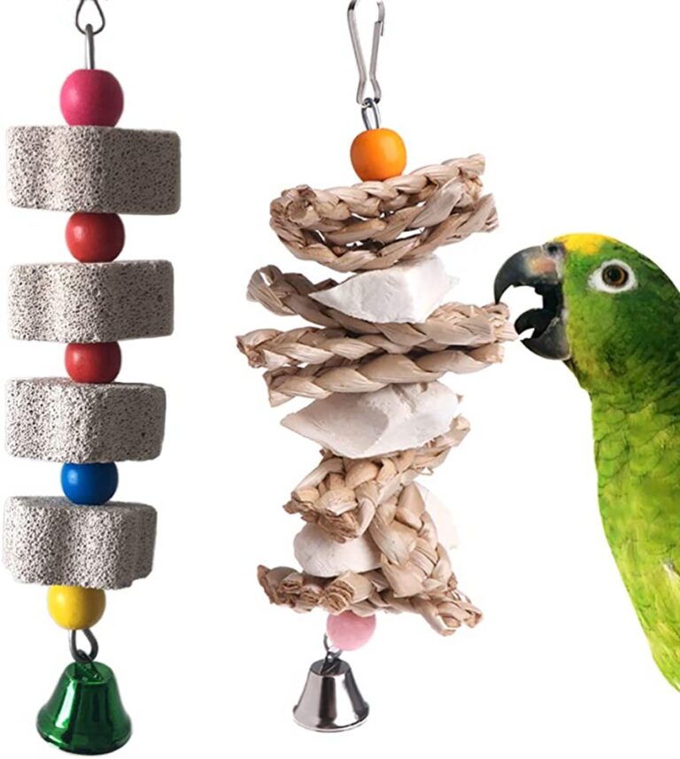 Understanding Cockatiel Beak Grinding: A Fascinating Insight.