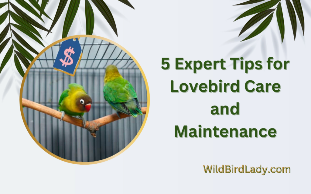 5 Expert Tips for Lovebird Care and Maintenance