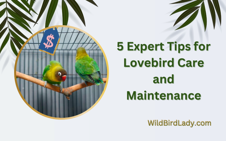Tips for Lovebird Care