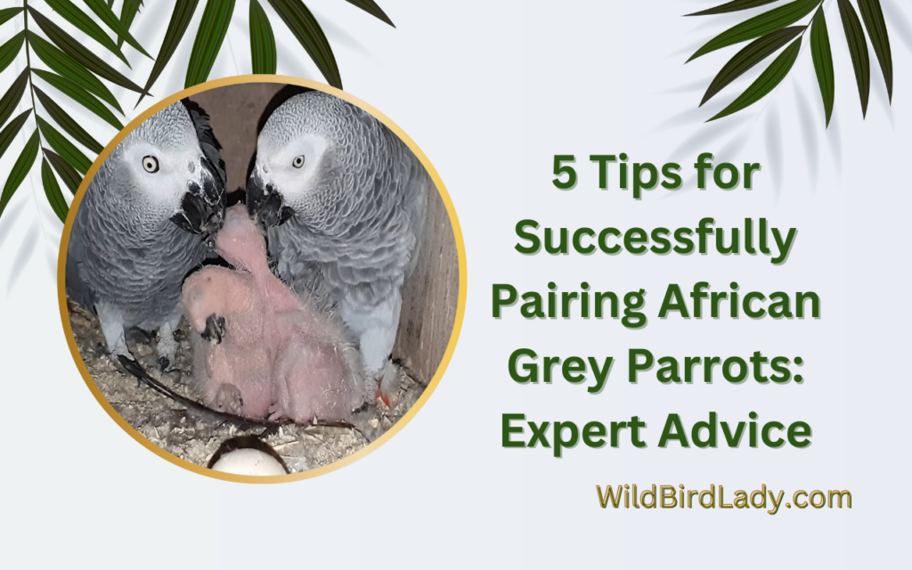 5 Tips for Successfully Pairing African Grey Parrots: Expert Advice