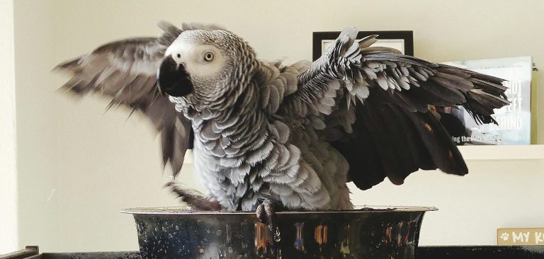 Adopting an African Grey Parrot: Expert Tips for New Owners
