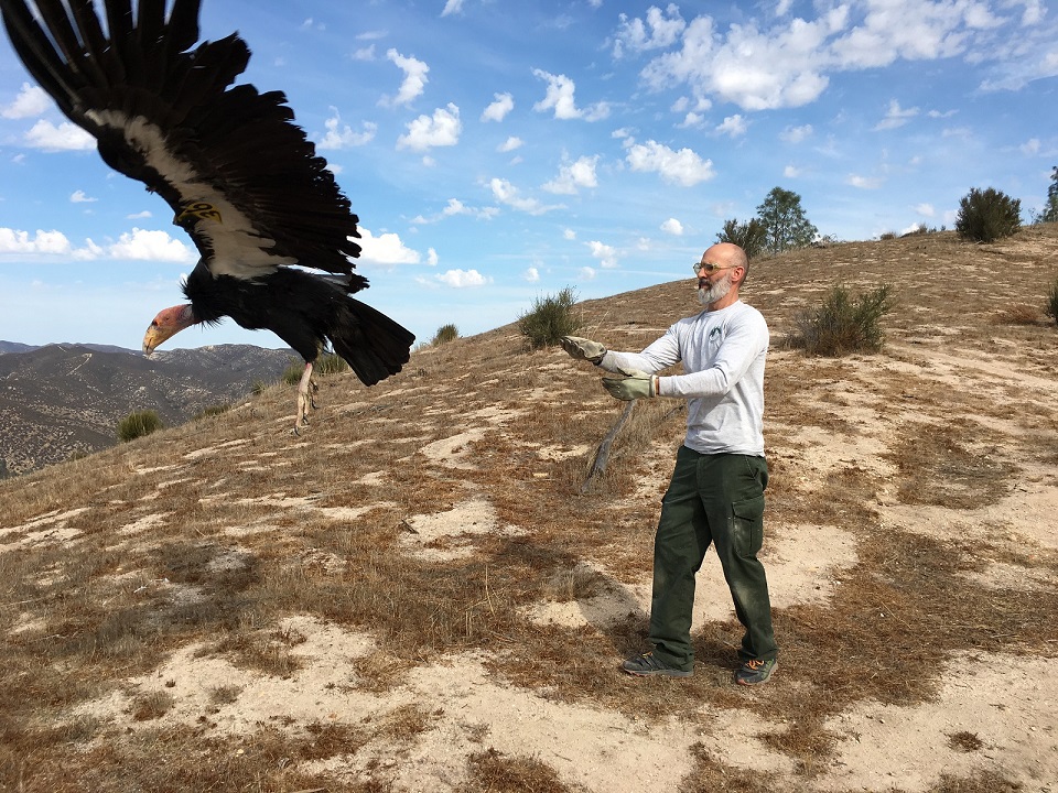 California Condors: Tracking the Population Numbers Over Time