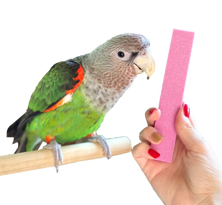 African Grey Parrot Nail Cutting: Essential Tools and Techniques