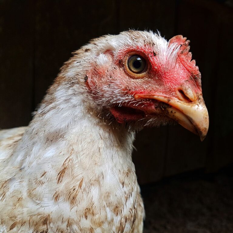 Why is My Cockatiel Shaking? Discover The Common Causes and Treatment