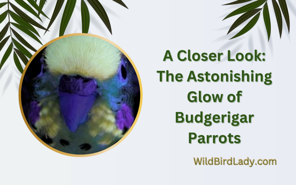 A Closer Look: The Astonishing Glow of Budgerigar Parrots