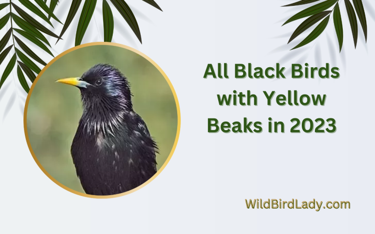 Black Birds with Yellow Beaks