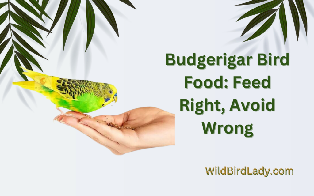 Budgerigar Bird Food: Feed Right, Avoid Wrong