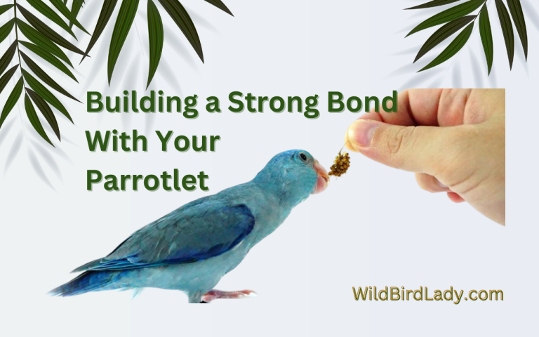 how to bond with your parrotlet