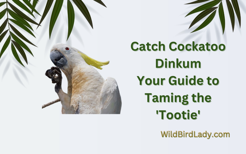 Catch Cockatoo Dinkum: Your Guide to Taming the ‘Tootie’