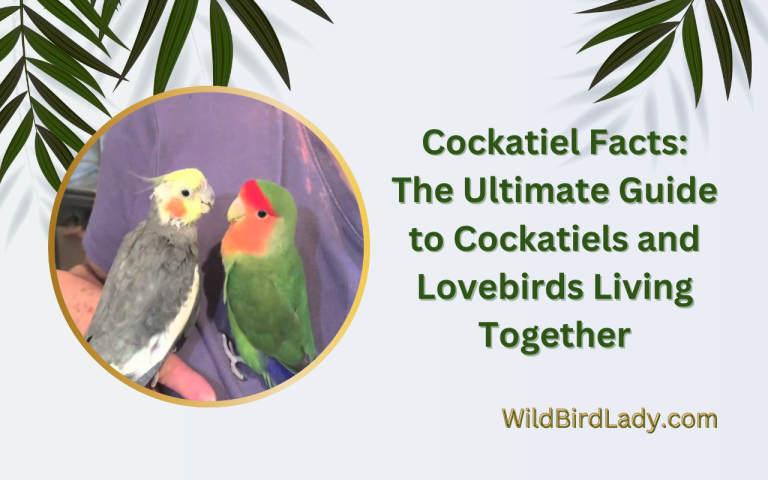 Cockatiels and Lovebirds Living Together