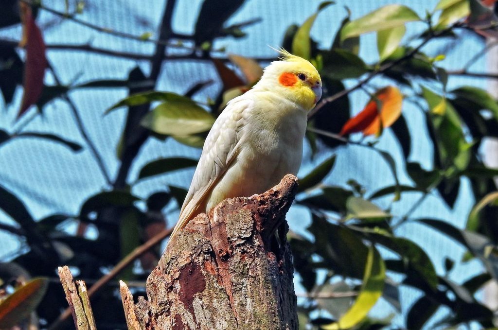 Cockatiel Flock Calling