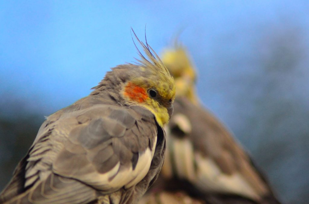 Decoding Cockatiel Body Language