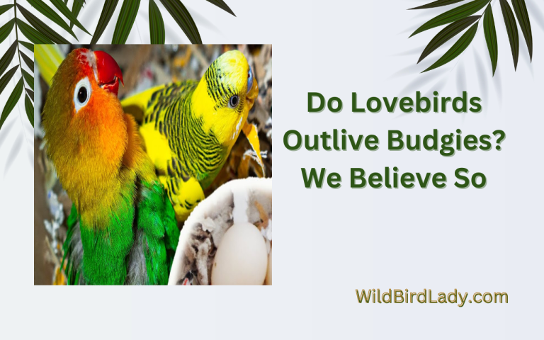 Do Lovebirds Outlive Budgies