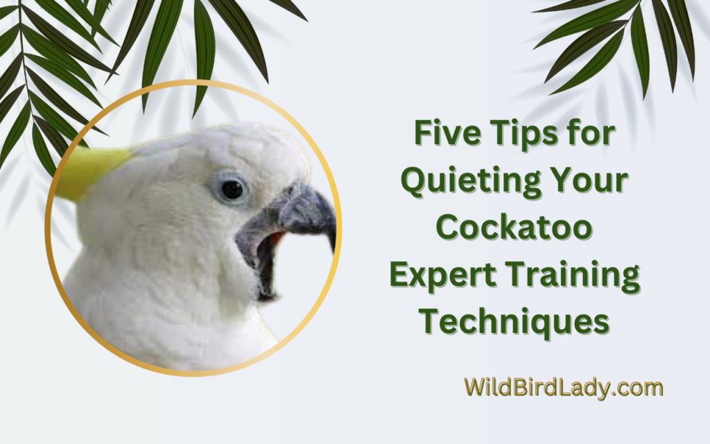 Five Tips for Quieting Your Cockatoo: Expert Training Techniques