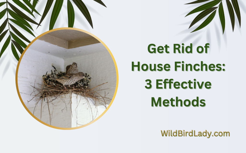 Get Rid of House Finches: 3 Effective Methods
