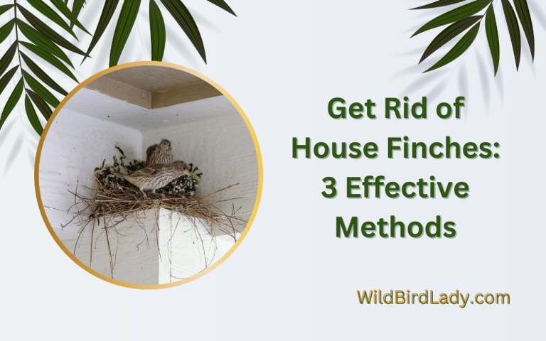 Get Rid of House Finches