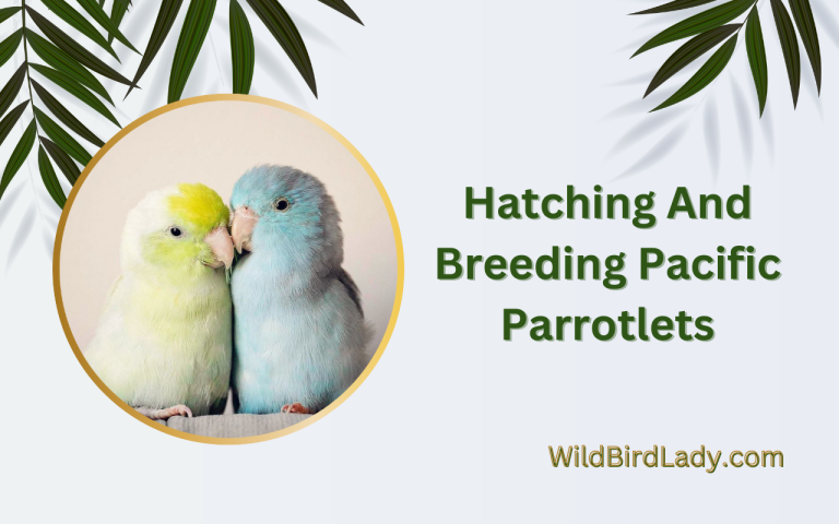 Hatching And Breeding Pacific Parrotlets