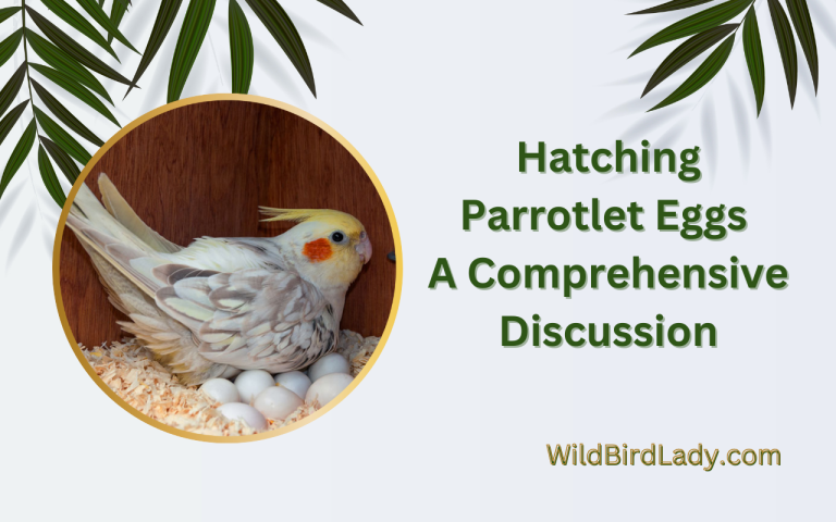 Hatching Parrotlet Eggs