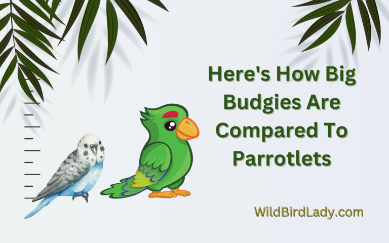 Big Budgies Are Compared To Parrotlets