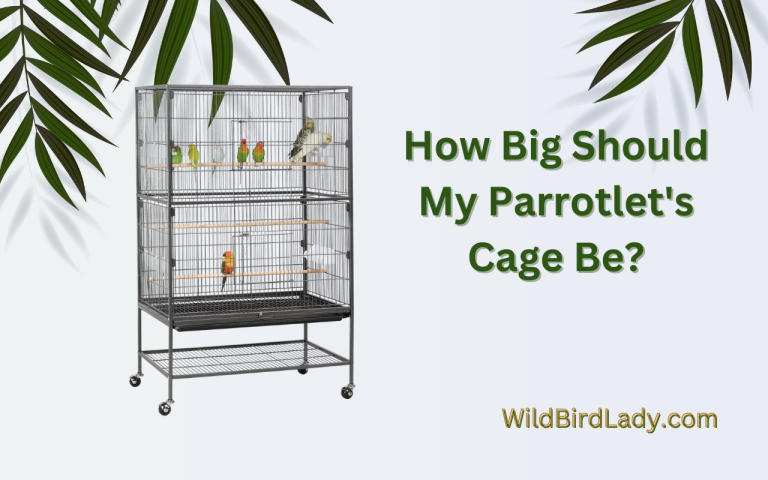 How Big Should My Parrotlet'S Cage Be?