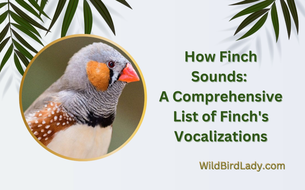 How Finch Sounds: A Comprehensive List of Finch’s Vocalizations
