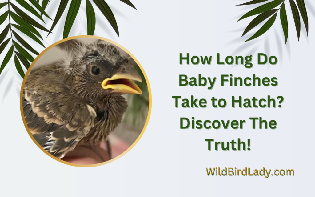 How Long Do Baby Finches Take to Hatch? Discover The Truth!