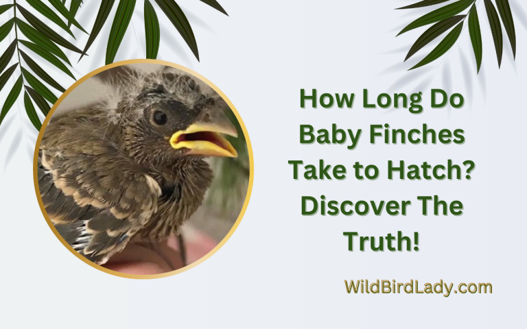 How Long Do Baby Finches Take to Hatch