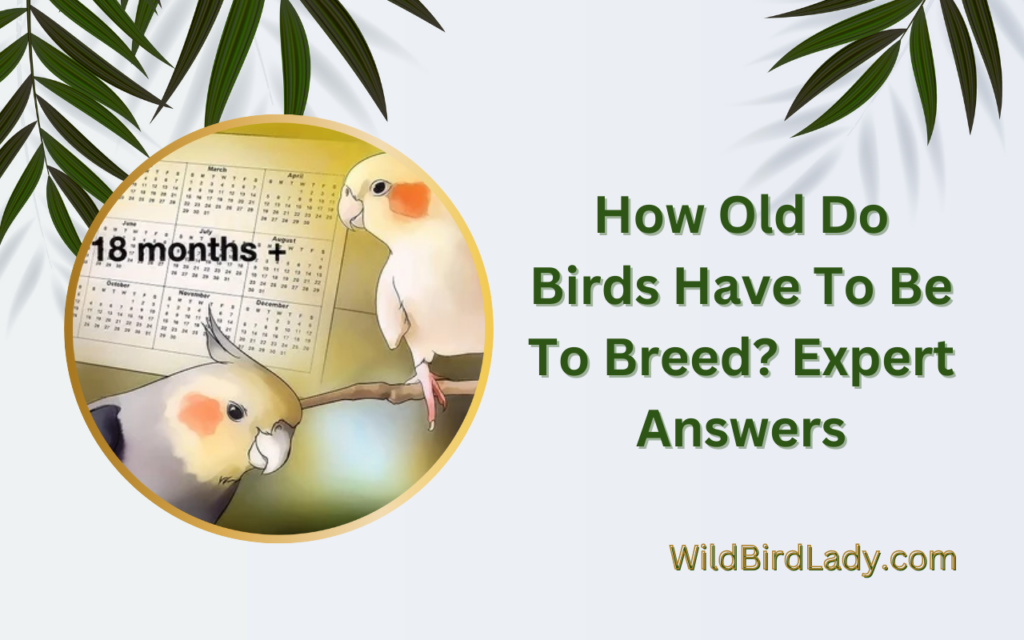 How Old Do Birds Have To Be To Breed? Expert Answers