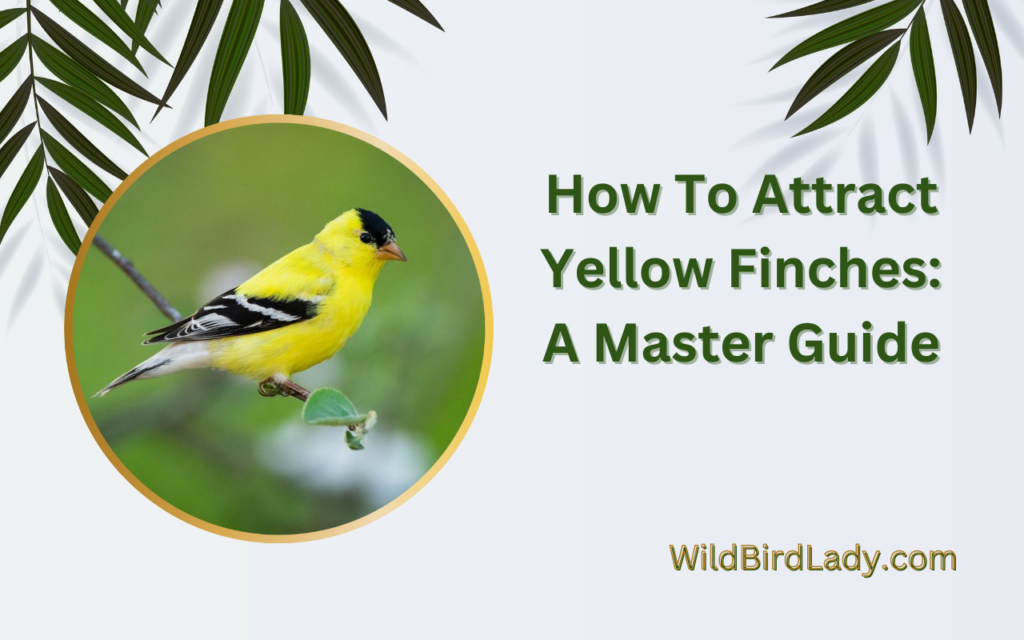 How To Attract Yellow Finches: A Master Guide.