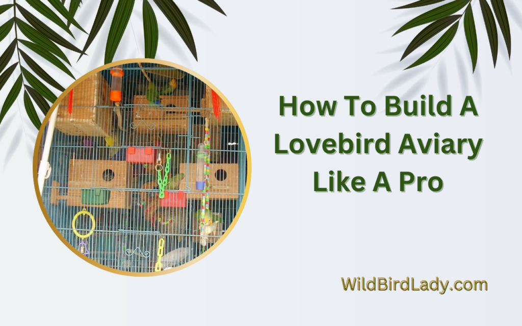 How To Build A Lovebird Aviary Like A Pro