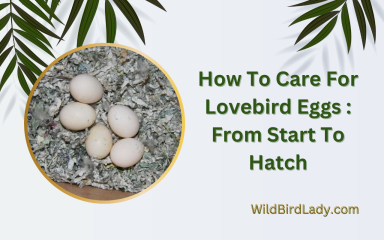 How To Care For Lovebird Eggs