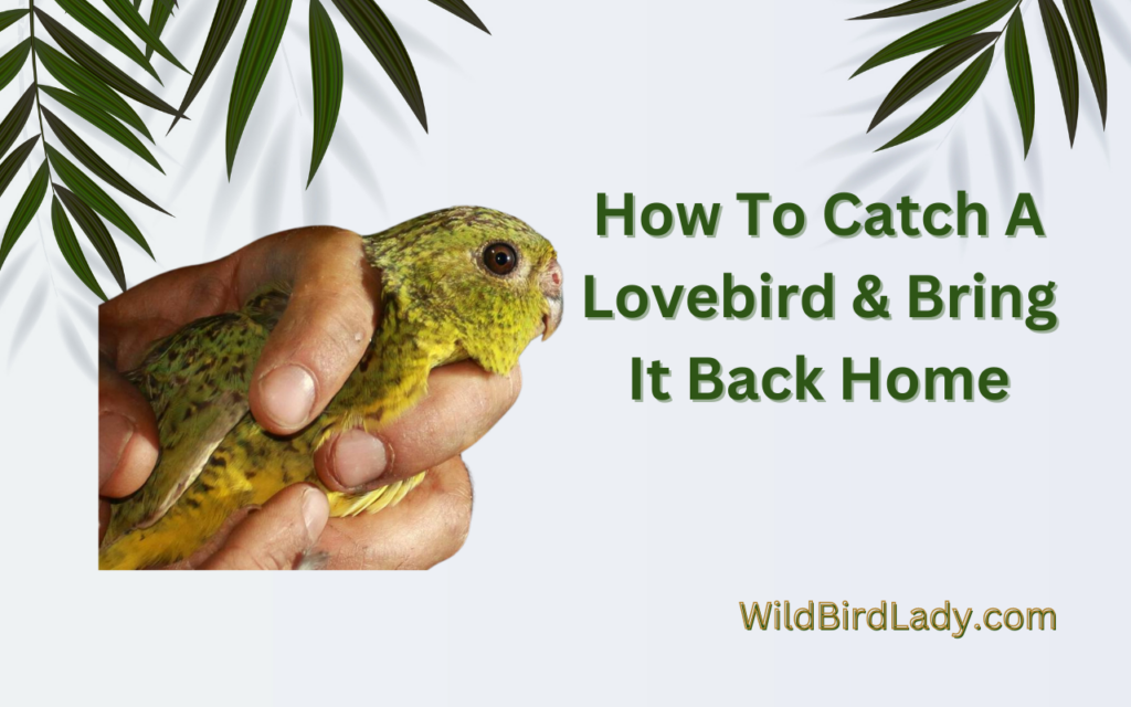 How To Catch A Lovebird & Bring It Back Home