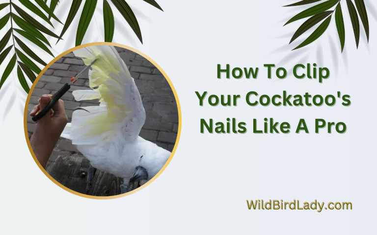 How To Clip a Cockatoos Nails