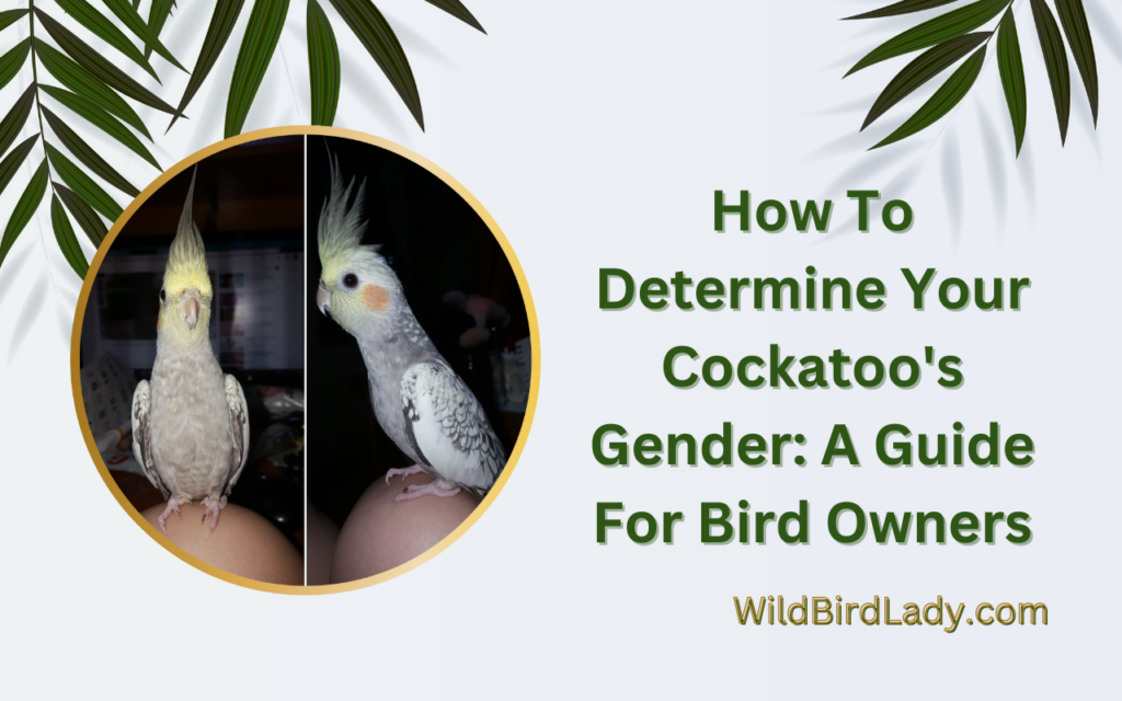 How To Determine Your Cockatoo’s Gender: A Guide For Bird Owners.