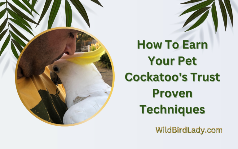 How to Get Your Pet Cockatoo to Trust You