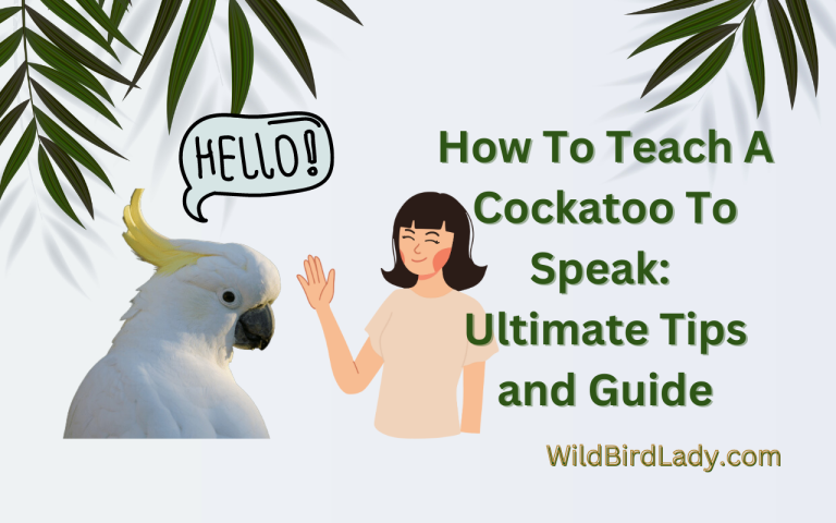 How To Teach A Cockatoo To Speak