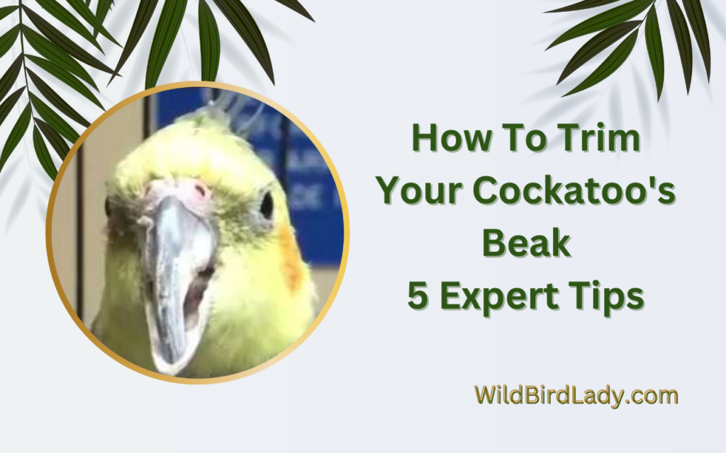 How To Trim Your Cockatoo’s Beak: 5 Expert Tips.