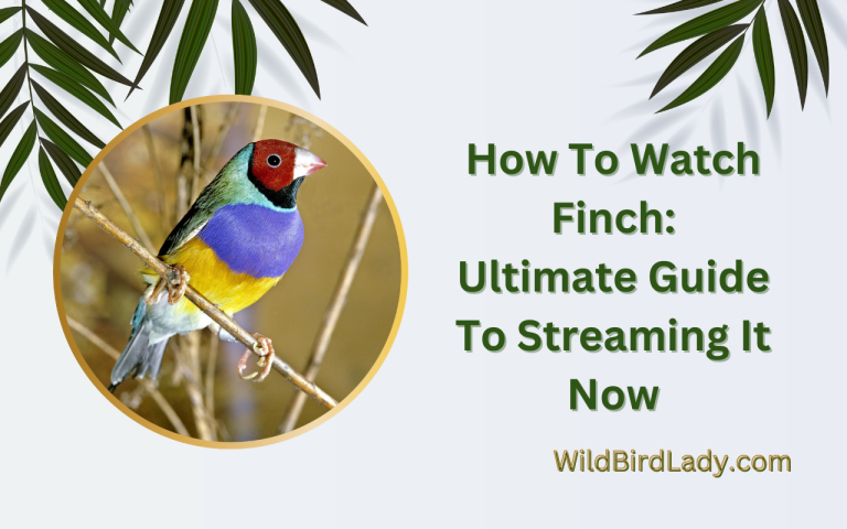 How To Watch Finch