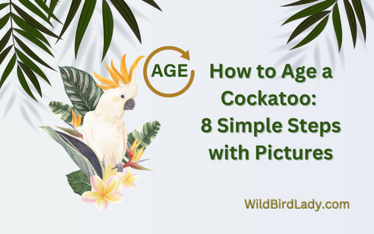 How to Age a Cockatoo