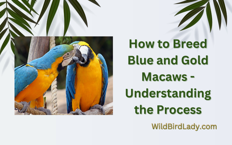 how to breed blue and gold macaws