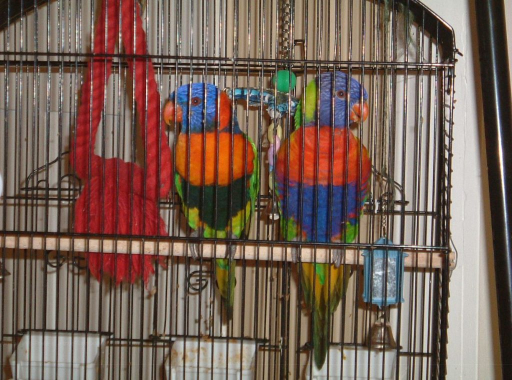How to Breed Rainbow Budgerigar