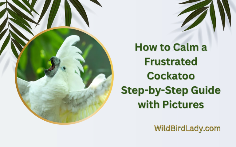 How to Calm a Frustrated Cockatoo