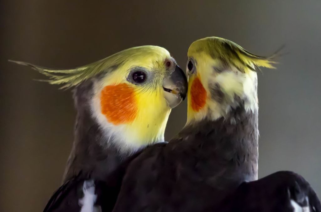 How to Clip a Cockatiels Wings